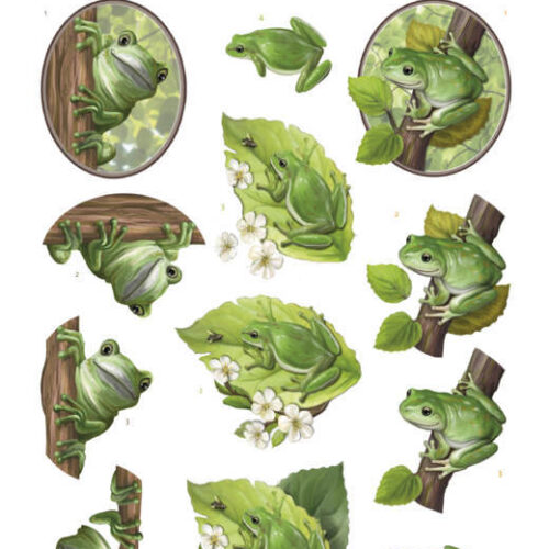 Uitdrukvel boomkikkers