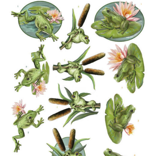 Uitdrukvel vijverkikkers