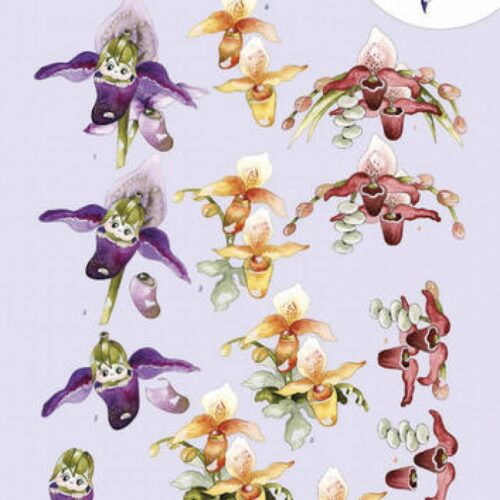 Knipvel - Precious Marieke - Orchideeën